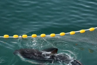 Reuters A shark nicknamed "Bukangi" swimming in a canal while visitors watch during an operation to guide it out of the canal at the North Port in Busan, South Korea, October 21, 2026.