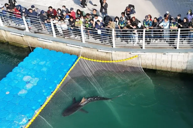 Reuters A shark named Bukangi swims in a canal in Busan, South Korea as tourists look on from above