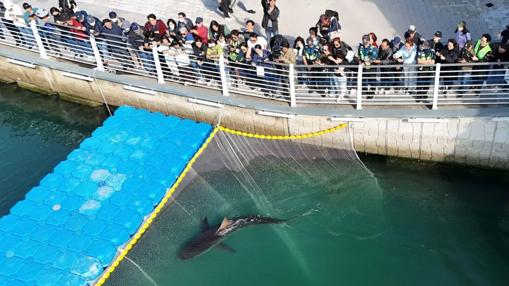 Reuters A shark named Bukangi swims in a canal in Busan, South Korea as tourists look on from above