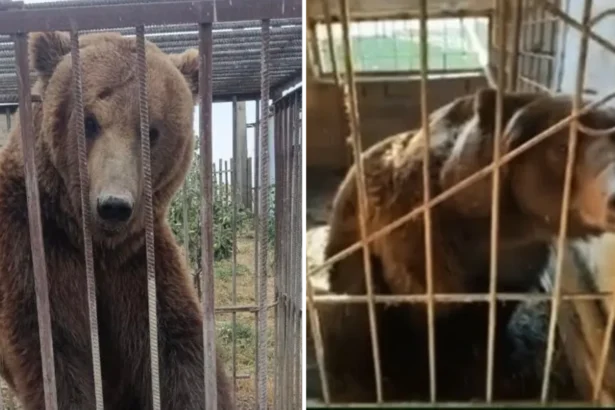 Wild Ireland press handout Tyapa (left) and Bu (right) are two large brown bears which are pictured in very small enclosures
