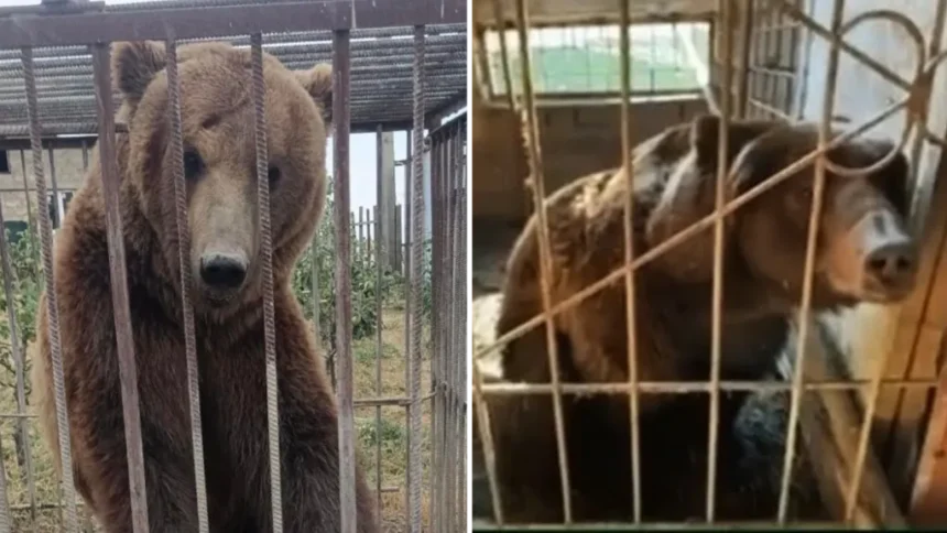 Wild Ireland press handout Tyapa (left) and Bu (right) are two large brown bears which are pictured in very small enclosures