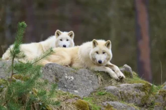 Getty Images Two Arctic wolves lying on a rock in a wooded area, with foliage seen around them
