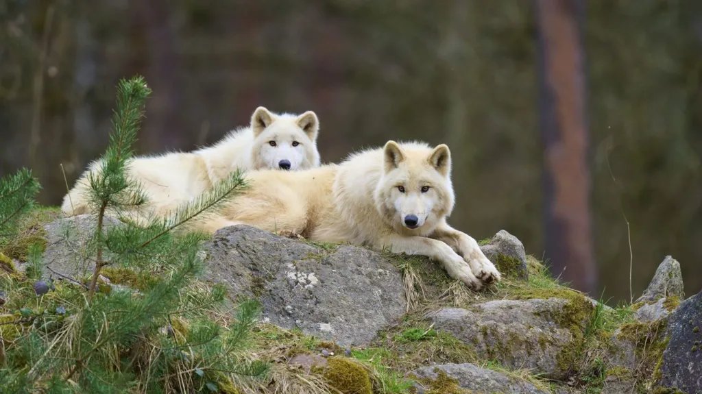 Getty Images Two Arctic wolves lying on a rock in a wooded area, with foliage seen around them