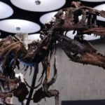 Reuters 'Jodi' a rare mounted skeleton of Nanotyrannus, on display in a well-lit room.