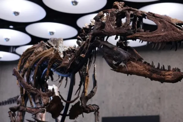 Reuters 'Jodi' a rare mounted skeleton of Nanotyrannus, on display in a well-lit room.