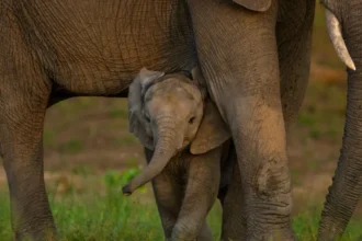 Andrew Parkinson/WWF A baby elephant cane be seen under the legs of an adult elephant in the background is some grass