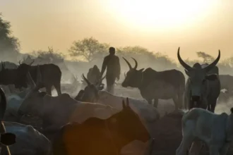 AFP via Getty Images A herd of cattle with long horns and in the background a silhouette of a man herding the animals