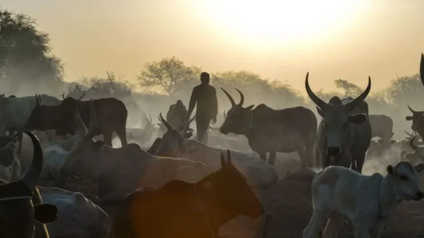 AFP via Getty Images A herd of cattle with long horns and in the background a silhouette of a man herding the animals