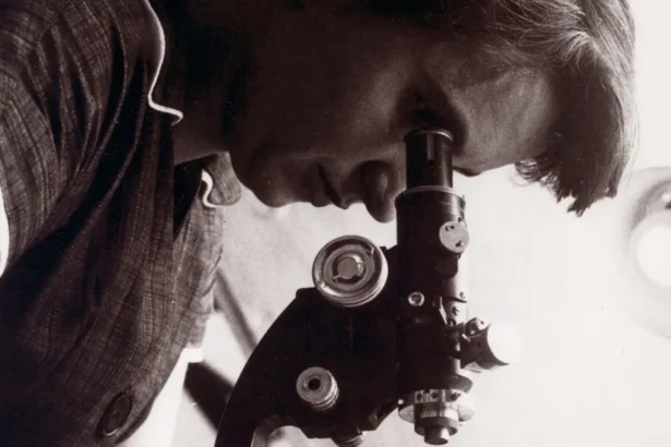 Photo12 / Universal Images Group via Getty Images A black and white photo shows Franklin looking down through a microscope in a lab indoors in 1955.