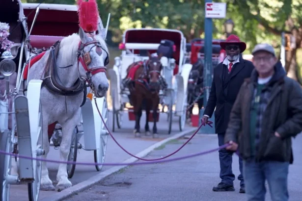 BBC Two drivers stand next to their horse carriages