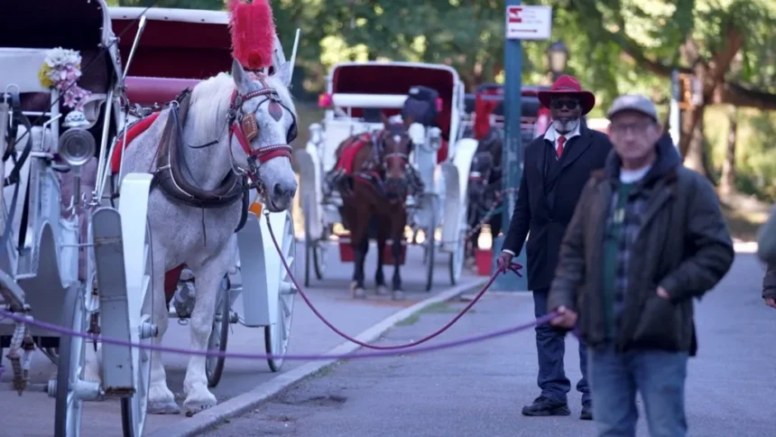 BBC Two drivers stand next to their horse carriages