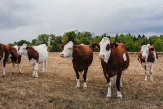 Getty Images A file photo of cattle in France. Five brown and white cows stand in a dry brown field in front of a row of green trees under a cloudy grey sky.