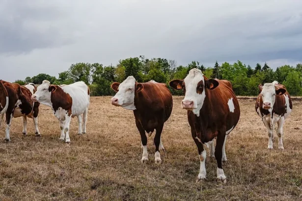 Getty Images A file photo of cattle in France. Five brown and white cows stand in a dry brown field in front of a row of green trees under a cloudy grey sky.