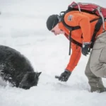 Supplied/Ray Schmidt Scott Ward photographed in the snow with one of rescue canines he handled during his time as a park warden in Banff. He is wearing an orange long sleeve shirt with gloves, khaki pants and snow shoes as he leans over the dog. The dog is fluffy and black and is burrying his had in the snow.