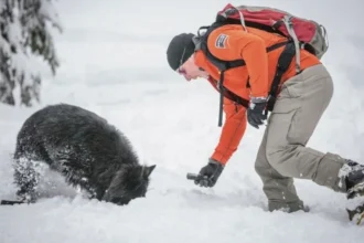Supplied/Ray Schmidt Scott Ward photographed in the snow with one of rescue canines he handled during his time as a park warden in Banff. He is wearing an orange long sleeve shirt with gloves, khaki pants and snow shoes as he leans over the dog. The dog is fluffy and black and is burrying his had in the snow.