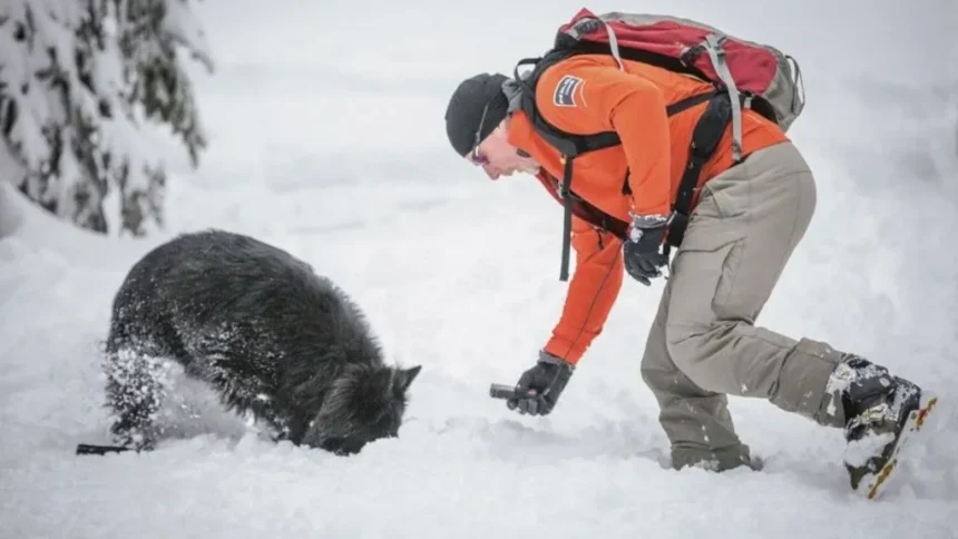 Supplied/Ray Schmidt Scott Ward photographed in the snow with one of rescue canines he handled during his time as a park warden in Banff. He is wearing an orange long sleeve shirt with gloves, khaki pants and snow shoes as he leans over the dog. The dog is fluffy and black and is burrying his had in the snow.