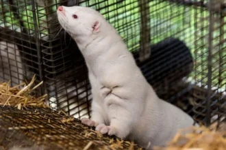 Getty Images A white mink in a cage, it is raising its head to look at something