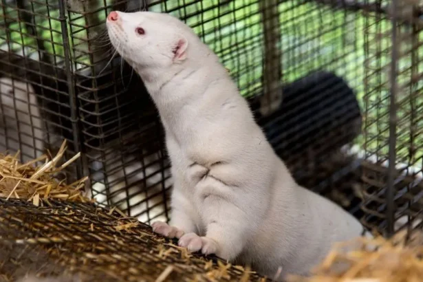 Getty Images A white mink in a cage, it is raising its head to look at something
