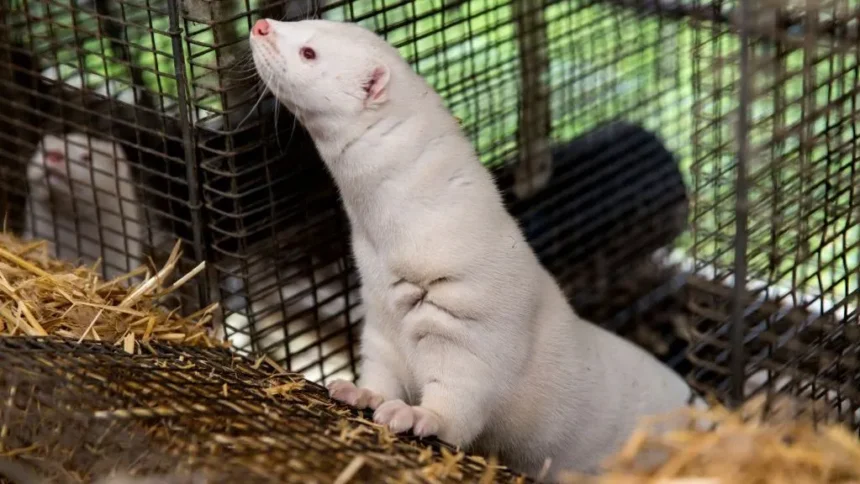 Getty Images A white mink in a cage, it is raising its head to look at something